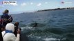 Dolphins back in Lisbon's Tagus River