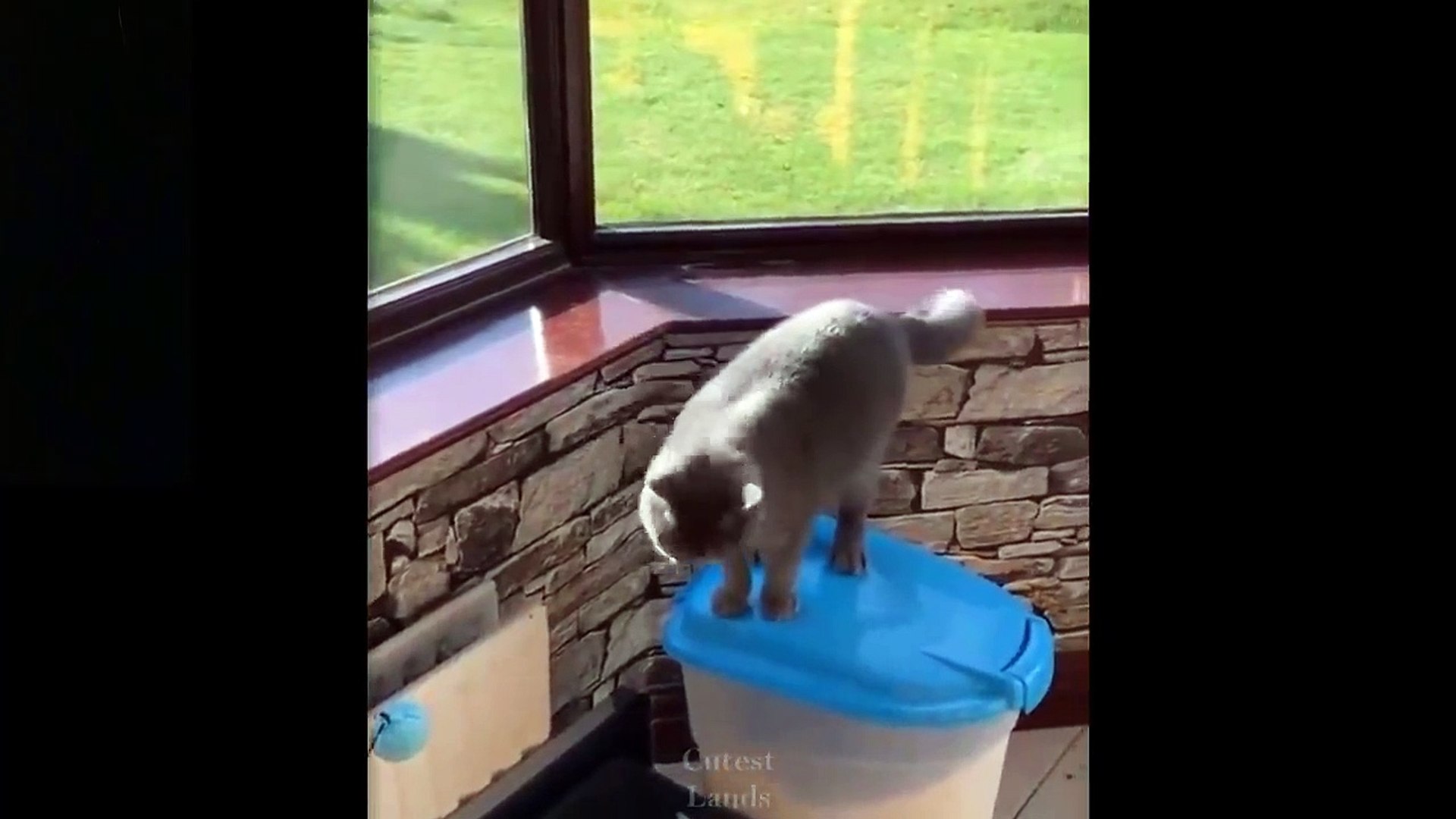 ⁣So Cute Pets ♥ Cute Baby Animals & Funny Pets Video