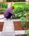 how to cultivate vegetables at home easiest way to grow  Vegetables at Home  Small space gardening