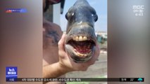 [이슈톡] 사람 치아와 똑같네…미국서 잡힌 희귀 물고기