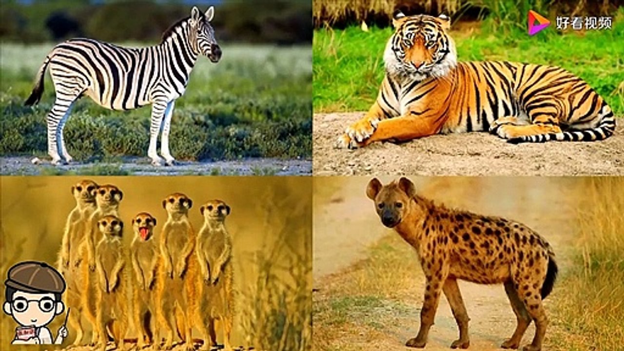 Classroom for entertaining and teaching: Which is the cute giraffe here for the kids?