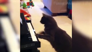 Best Funny Animal Videos Of The Month - Cute  Dogs And  Cats Reactions