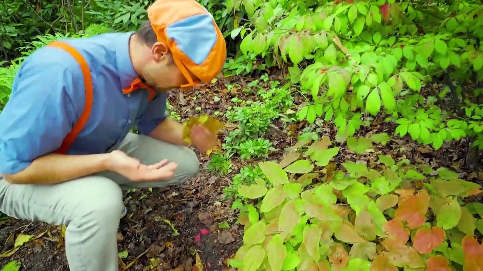 ⁣Aprende los colores con Blippi | aprende con blippi | Aprender los Colores