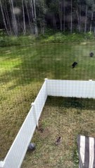 Bear Family Scale Backyard Fence With Ease