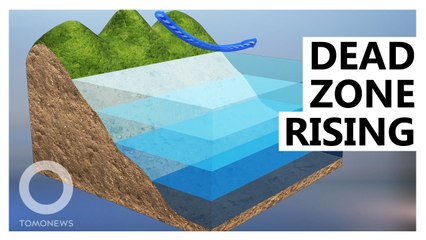 ‘Dead Zone’ Growing, Killing Oregon’s Sea Crabs