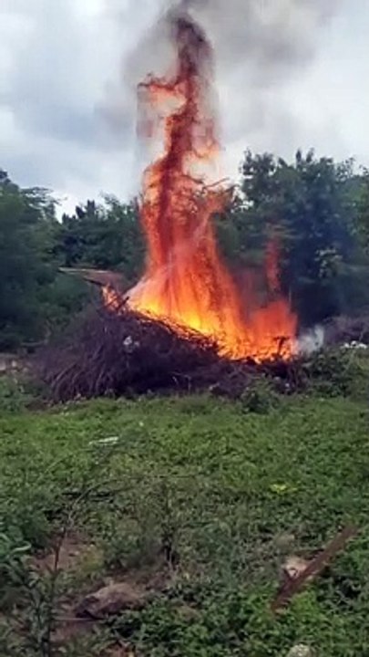 Fire in forest