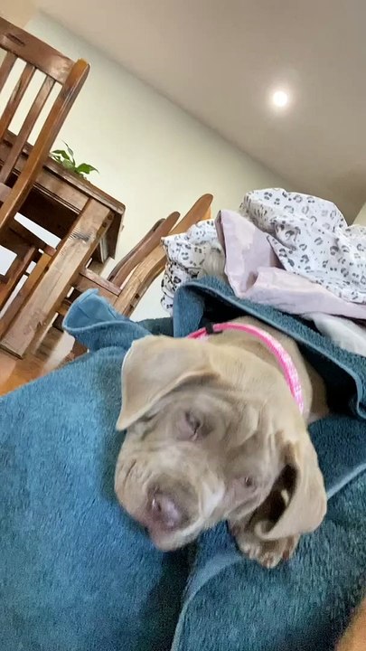Laundry Pile Hides Puppy Surprise