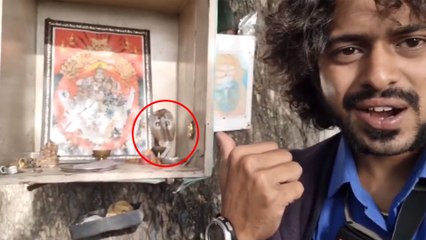 ಮೈಸೂರಿನ ಚಾಮುಂಡಿ ಗುಡಿಯೊಳಗೆ ಬೆಚ್ಚಗೆ ಮಲಗಿದ್ದ ನಾಗರ ಹಾವು | Oneindia Kannada