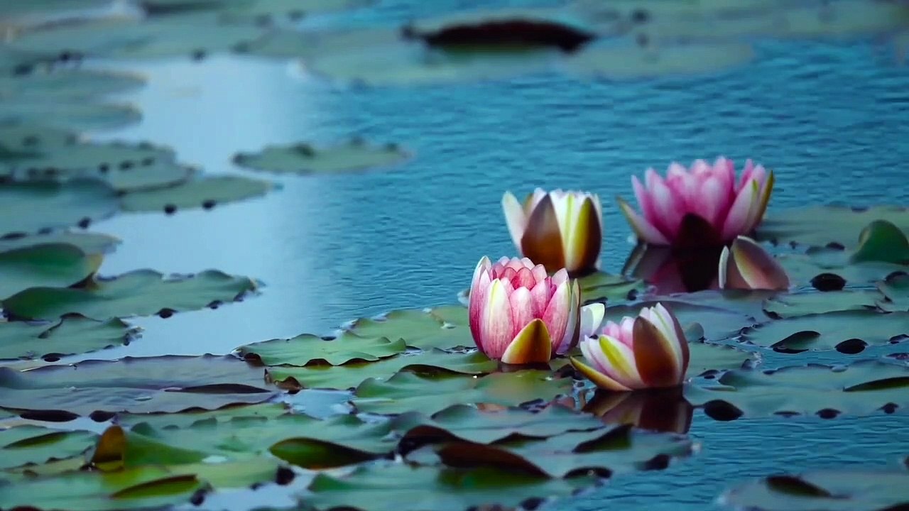 Relaxing Yoga, Soothing Instrumental Music, Mind Refresher,  Healing Music