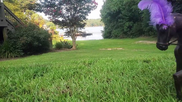 Bearded Dragon Driving a Horse-Drawn Chariot