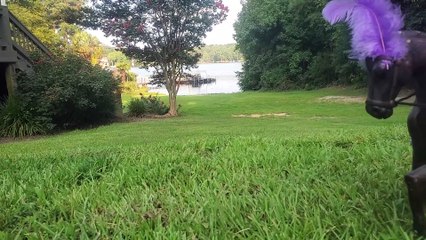 Bearded Dragon Driving a Horse-Drawn Chariot