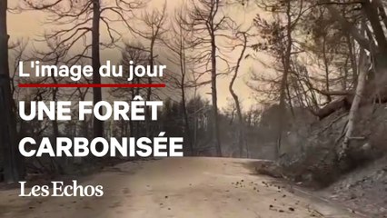 Les images des hectares de forêt carbonisée près d'Athènes