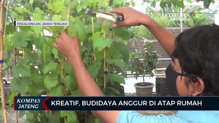 Kreatif, Budidaya Anggur di Atap Rumah
