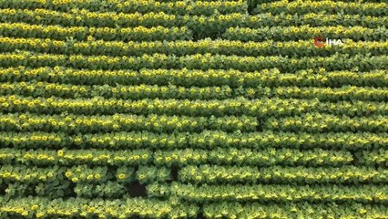 Ayçiçeği tarlalarının mest eden güzelliği