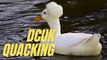 Duck Feeding In Water | Call Duck Quacking Quacking | Kingdom Of Awais