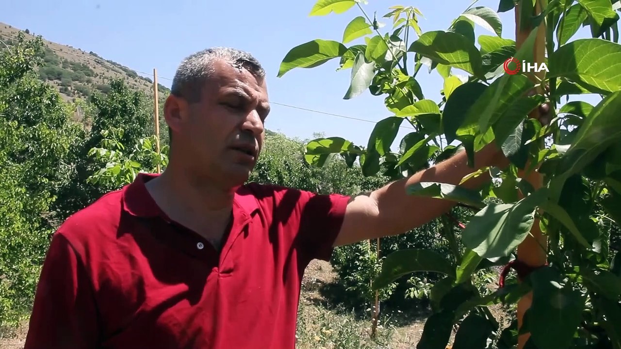 Verimsiz ceviz ağaçları kabuk altı aşısıyla ver...