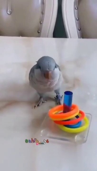 Most Intelligent Bird Ever Seen!!