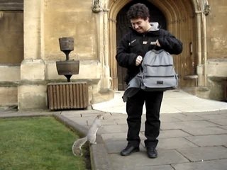 écureuil gourmand en Angleterre