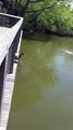 Yavru ördeklerin suya ilk atlayışı
