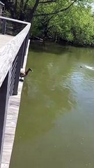 Yavru ördeklerin suya ilk atlayışı