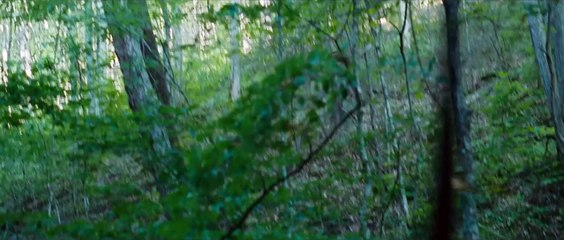 Los Juegos del Hambre. Tráiler Oficial