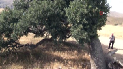 3 asırlık ağaca kimse dokunamıyor