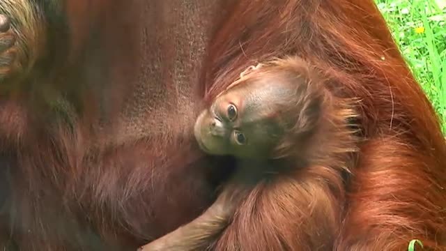 Nace una cría de orangután de Sumatra en el zoo de Santillana del Mar