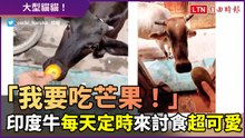 「我來了！快給我芒果！」印度牛每日定時出現　催促人類餵美食