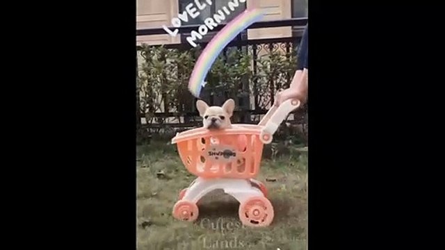 Cute Baby Animals & Funny Pets Video Compilation So Cute Pets