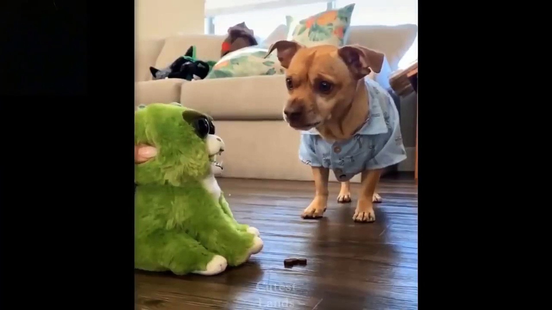 ⁣Pets Compilation  Cute And Funny Pets