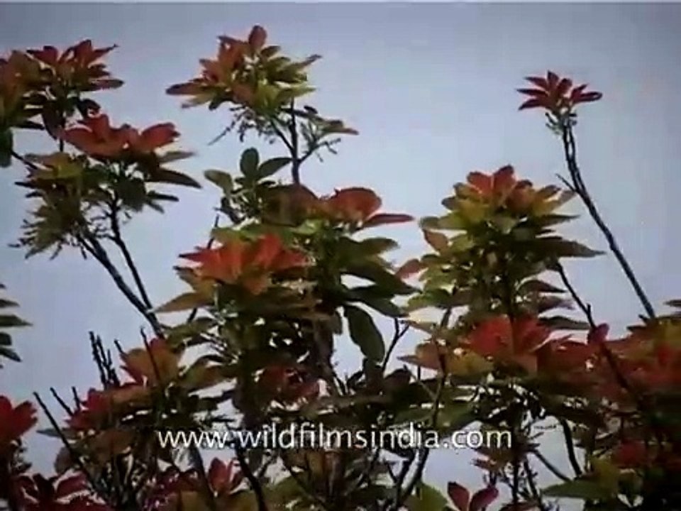 Flowers of Kusum tree
