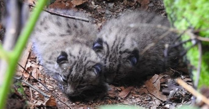 Vosges : naissance de deux lynx boréal, une première depuis le 17ème siècle