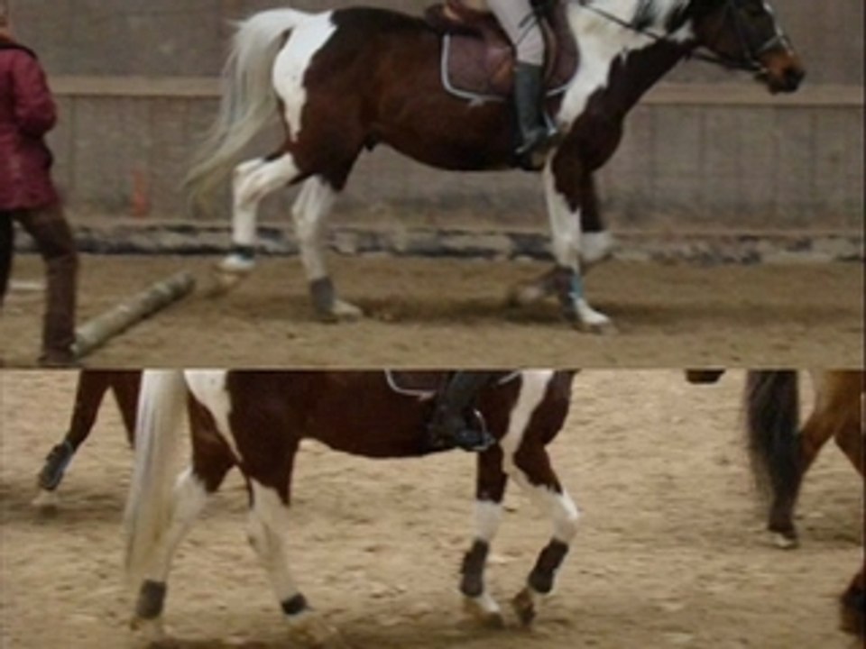 Montage vidéo de chevaux du CHA