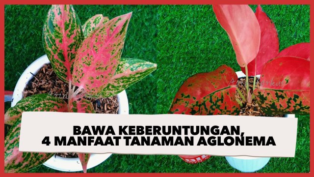 Disebut Membawa Keberuntungan, Ini 4 Manfaat Tanaman Hias Aglonema
