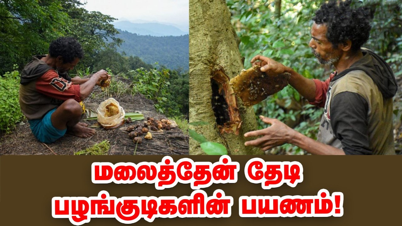 சுத்தமான மலைத்தேன் தேடி ஒரு சாகசப் பயணம்! Honey Travel Story