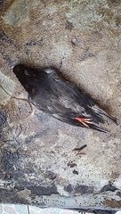 Merpati ku si raja tewas