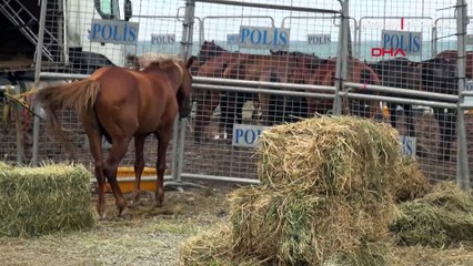 TIR parkında ölüme terk edilen atlar karantinada! Haluk Levent devreye girdi