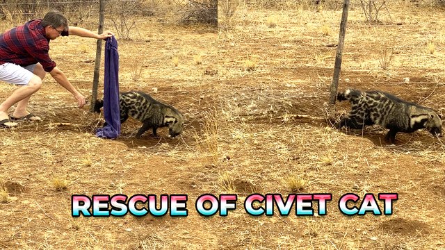 'South Africa: Nail-Biting Rescue of Civet Cat Trapped in Barbed Wire'