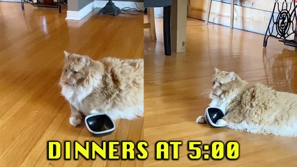 'When Dinner is Delayed by One Minute | Try Not to Laugh '