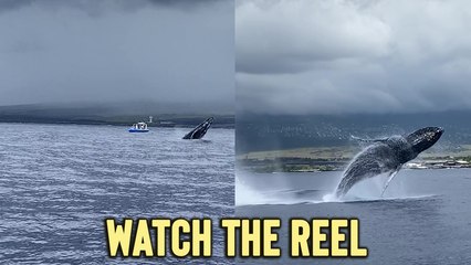 'A Perfect Day in Kona - Pod of Breaching Whales Put on a Show for Tourists '