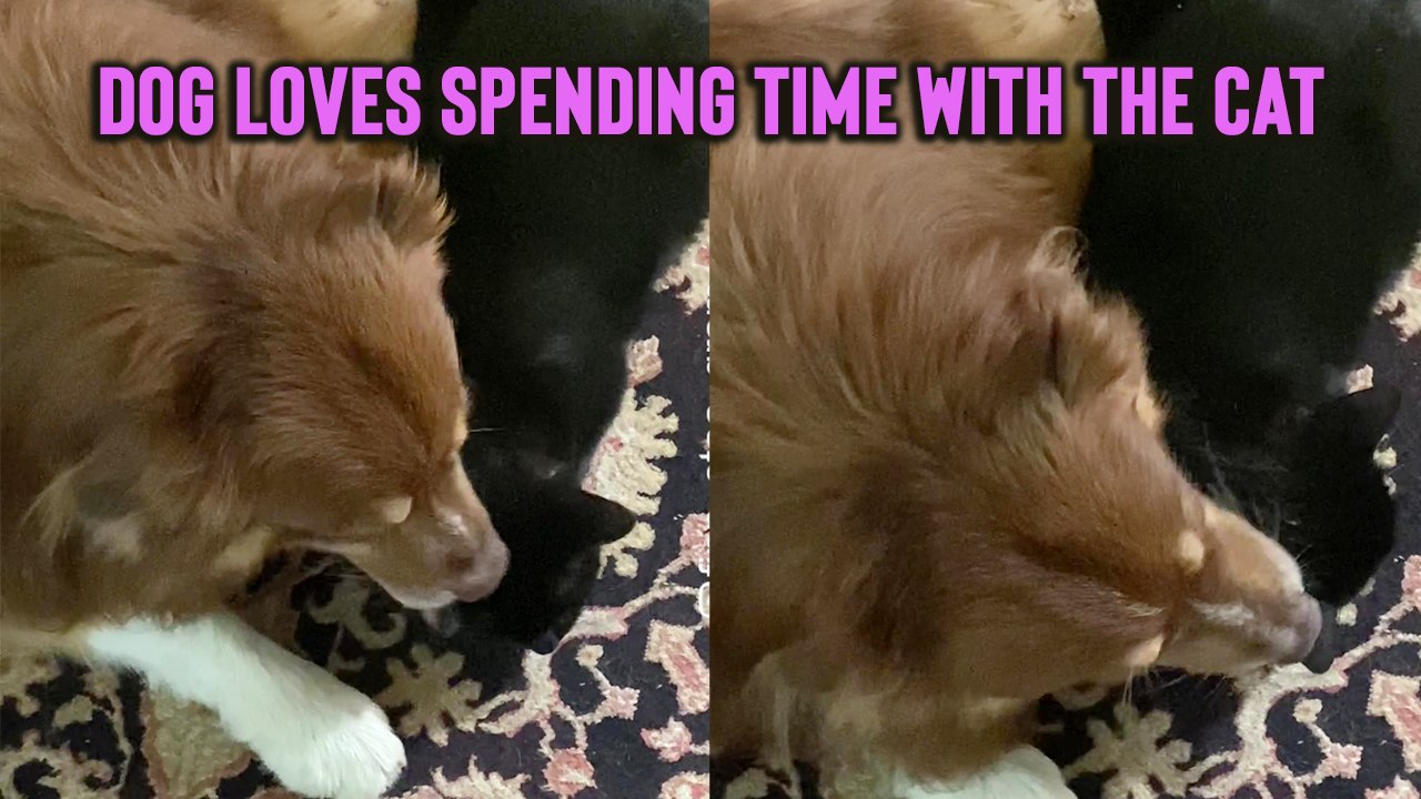 'Adorable Dog Loves Spending Time with the Cat...