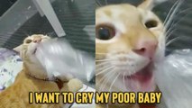 'Cat Owner Saves Pet from Swallowing Plastic *Close Call* - 4 Million  Views '