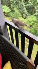 Singing Bird Performs for Person