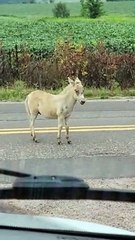 Unsuccessful Shooing of Escaped Donkey