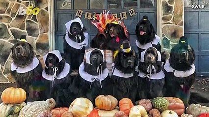 Download Video: Must See! This Pack of 9 Newfoundlands Dresses Up in Costume for All Occasions