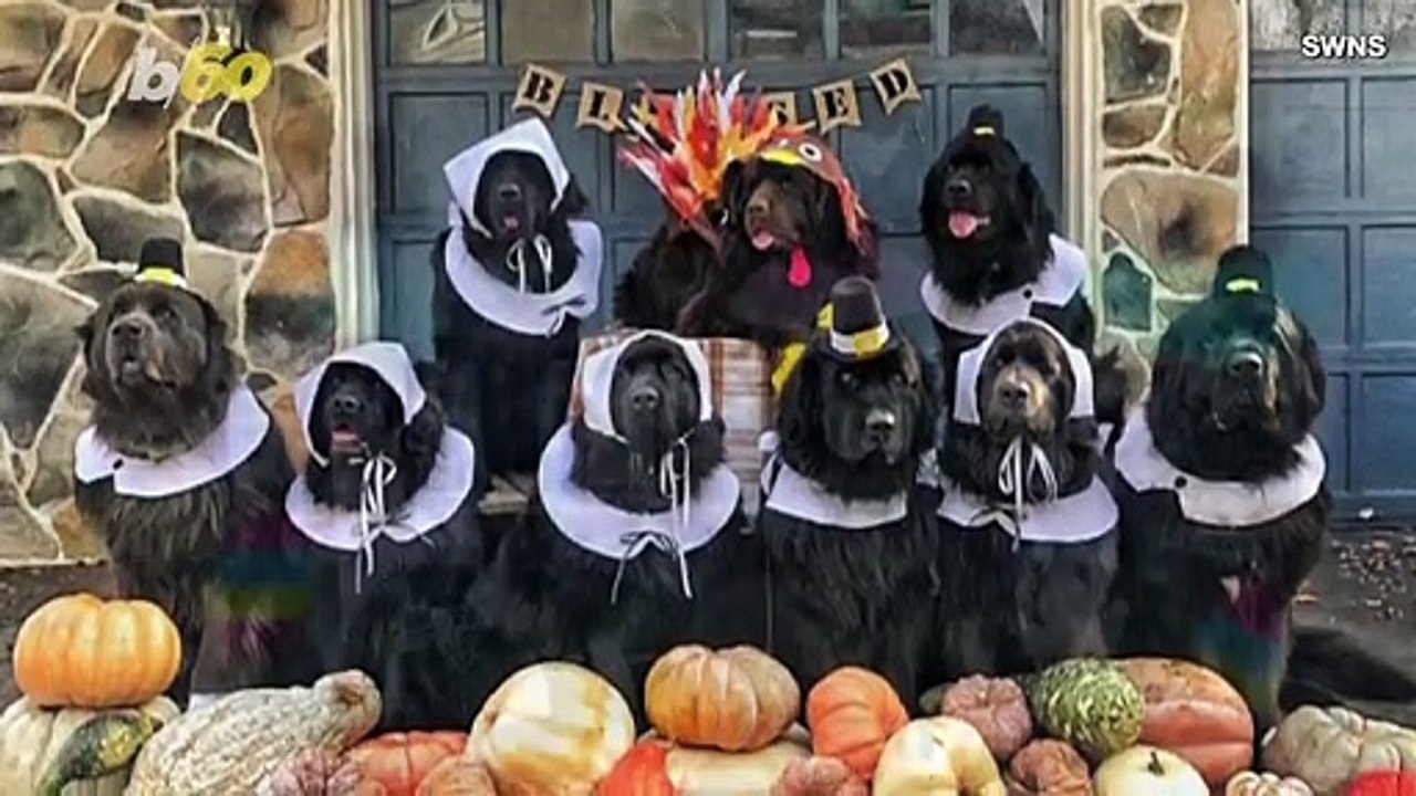 Must See! This Pack of 9 Newfoundlands Dresses Up in Costume for All Occasions