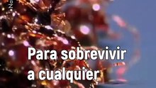 La asombrosa capacidad de las hormigas de fuego para crear estructuras con sus cuerpos