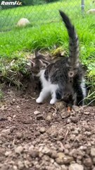 Désolé, ce terrier est occupé