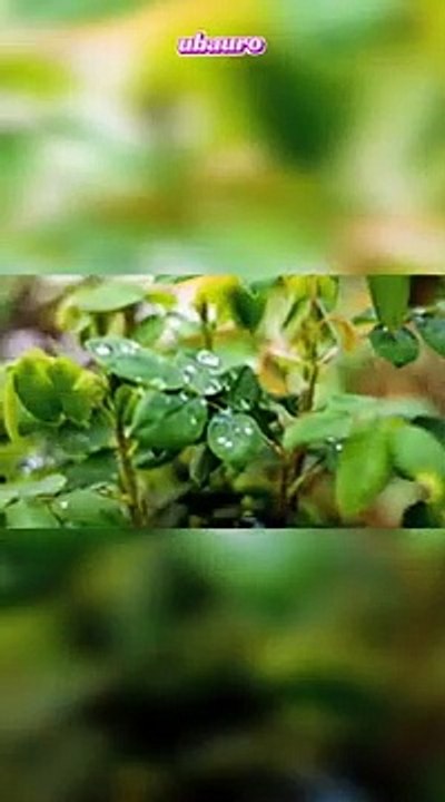 Real_Nature_universal_amazing(360p)(1)