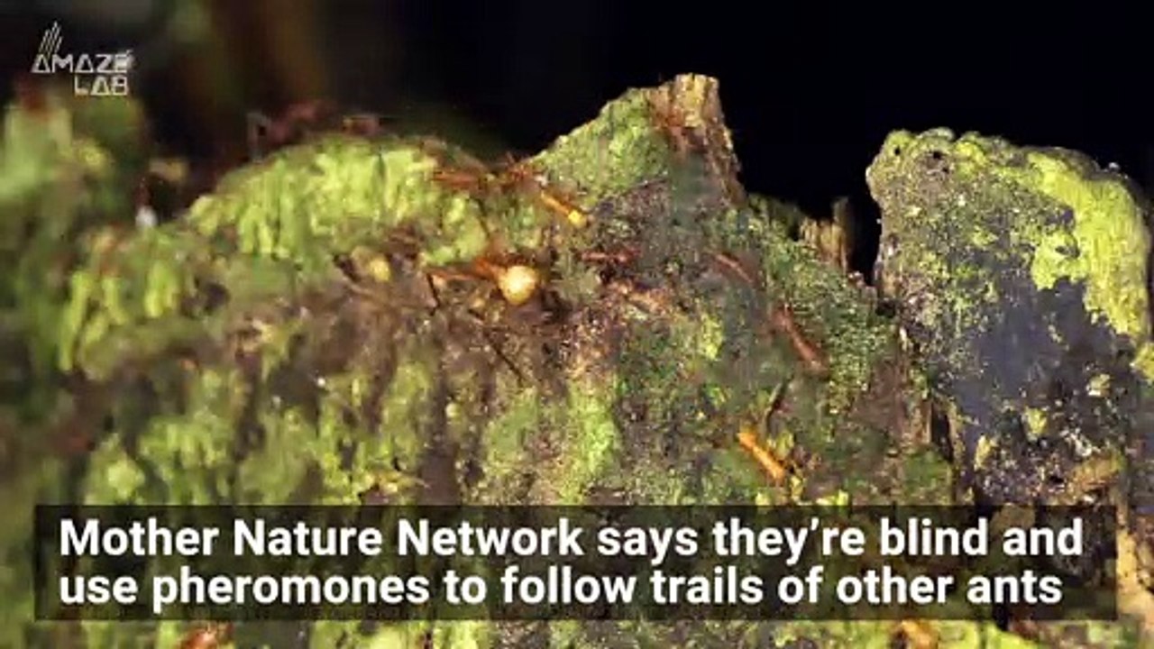 Check Out These Ant ‘Death Circles’ That Sometimes Trap These Army Critters